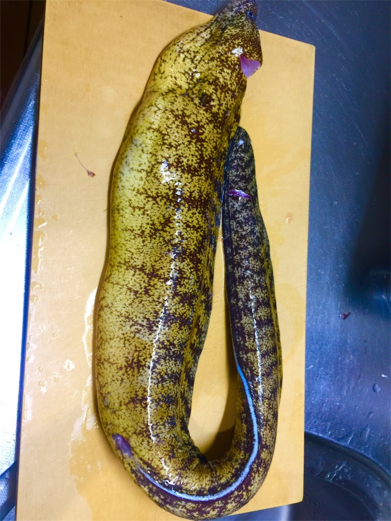 ウツボ - ノラクロ@今日の酒のアテのブログ