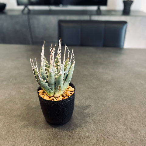 多肉植物】エボリスピナとは？特徴や育て方、おすすめの用土等をご紹介