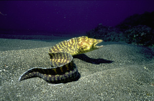 ウツボの写真素材 [FYI00051424] | ストックフォトの Qlean Market