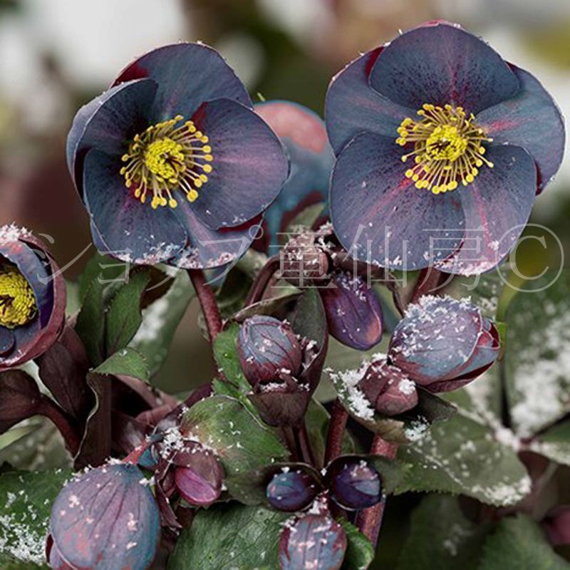 クリスマスローズ,童仙房ナーセリー＆ガーデンのクリスマスローズ,氷の