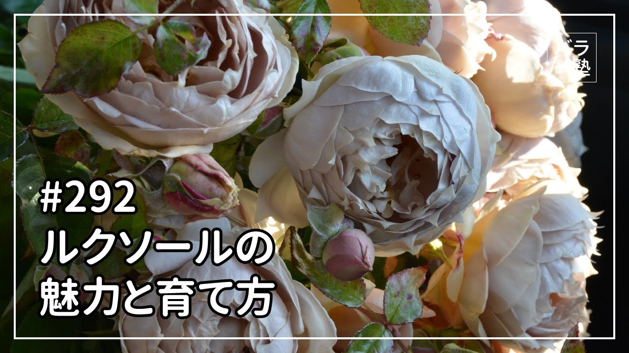 冬季大苗】バラ苗 ルクソール 国産苗 6号鉢植え品［農林水産省 品種