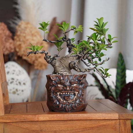 CATEGORY 琉球鉢 - シーサーとハブ - | 陶賊 -TOUZOKU- bonsai