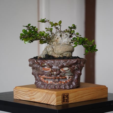 CATEGORY 琉球鉢 - シーサーとハブ - | 陶賊 -TOUZOKU- bonsai