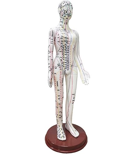 Amazon.co.jp: 頭部鍼灸模型20cm (中国語) [ 鍼灸経穴模型 人体模型