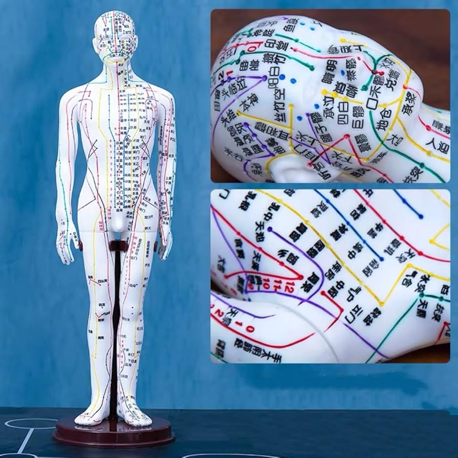Amazon.co.jp: 鍼灸モデル鍼灸経絡モデル鍼灸モデル鍼灸経穴模型 人体