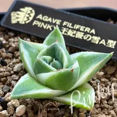 2026年最新】アガベ 王妃笹の雪 a型の人気アイテム - メルカリ