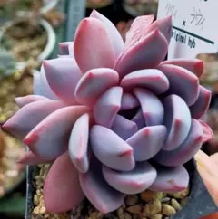 2026年最新】beehouse 多肉の人気アイテム - メルカリ