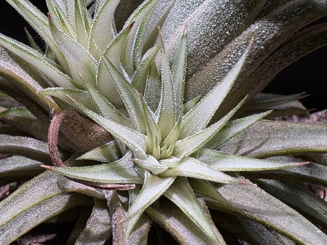 ティランジア イオナンタ メディオピクタ / チランジア エアプランツ