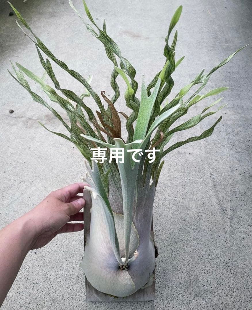 taka　ビカクシダ　veitchii wild 子株　ベイチー　ワイルド