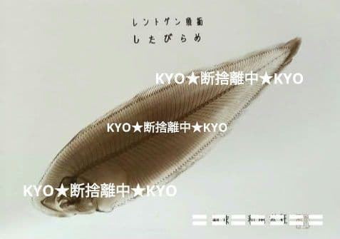 【一点物】　レントゲン魚拓　舌平目 sd2_8102bfa9d74e05b635407929e5