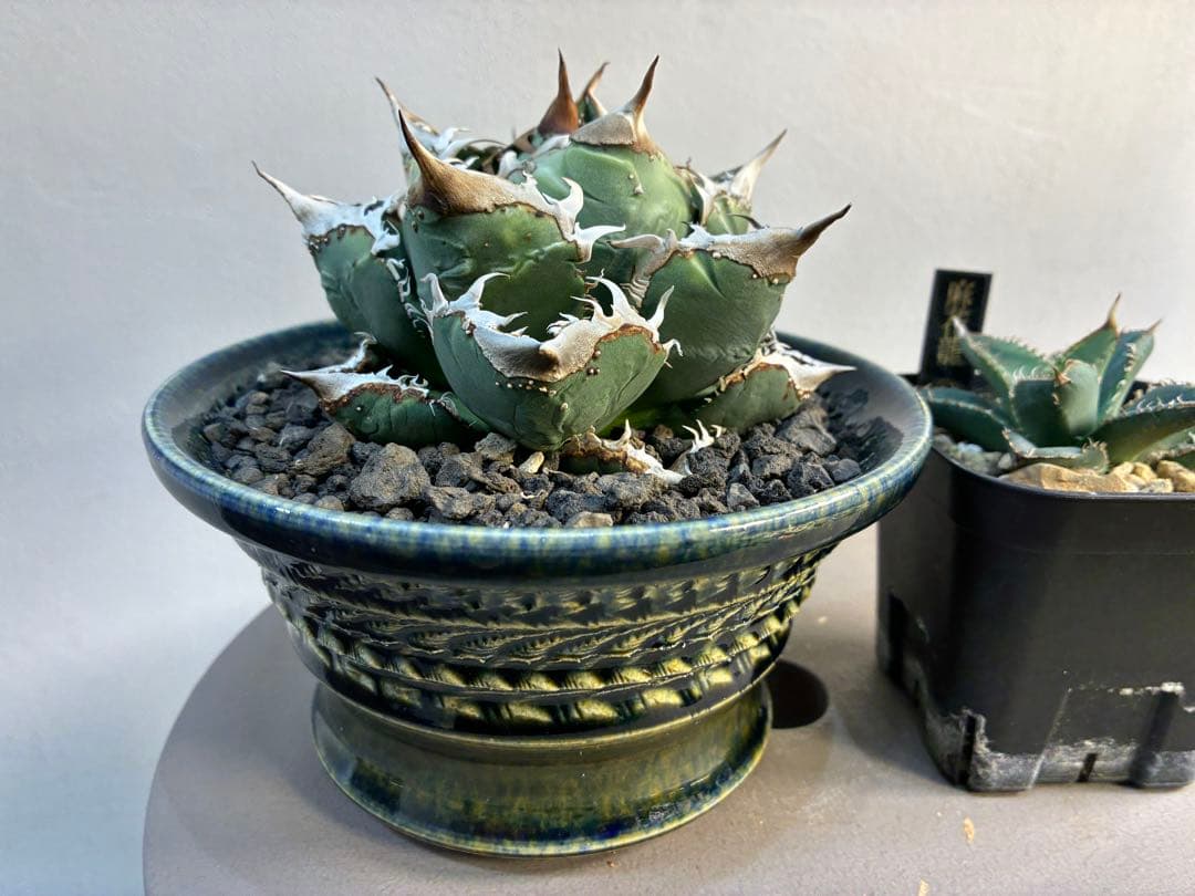 アガベ 麻花龍OC良株