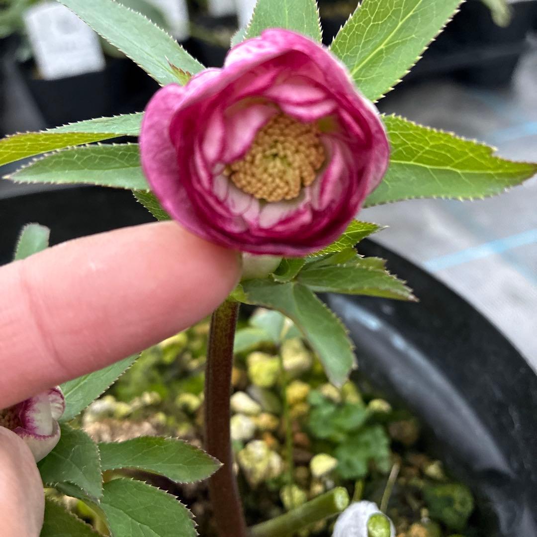 まいさんページ