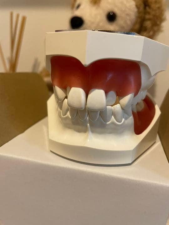 タイポドント　歯科矯正　実習