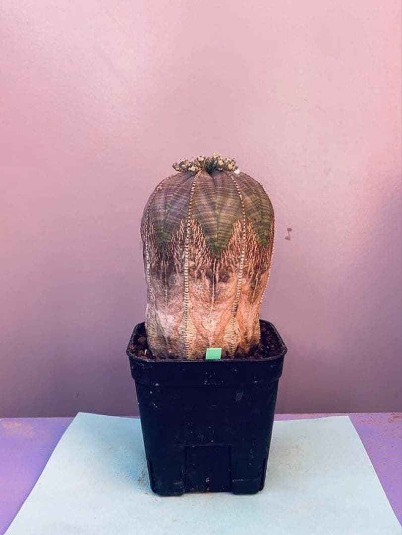 《3号G》ユーフォルビア　オールド　オベサ　雄株