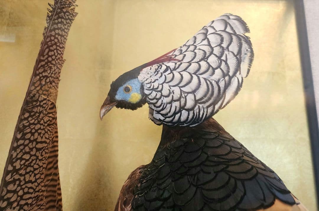 特大 銀鶏鳥 錦鶏鳥 剥製 置物 高級木製枠ガラスケース - メルカリ