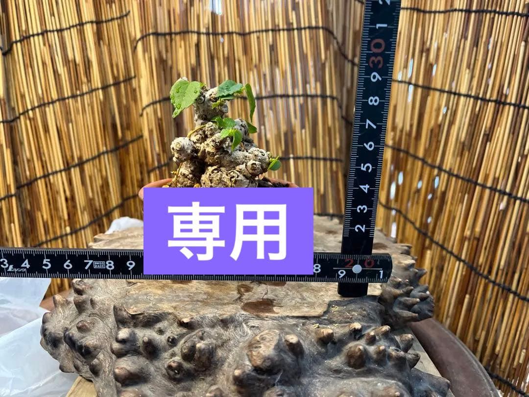 ✨✨✨オキナワイボオオハマボウ【◎良品素材】検/ハート葉♪happyセール♪